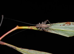 Eurepa marginipennis