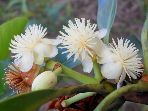 Tovomita choisyana