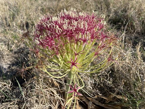 Boophone disticha