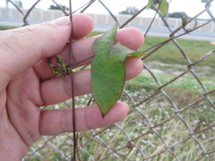 Ipomoea triloba