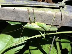 Austrosalomona destructor