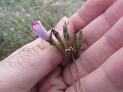 Ipomoea triloba