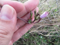 Ipomoea triloba