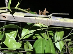 Austrosalomona destructor