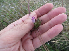 Ipomoea triloba