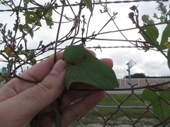 Ipomoea triloba