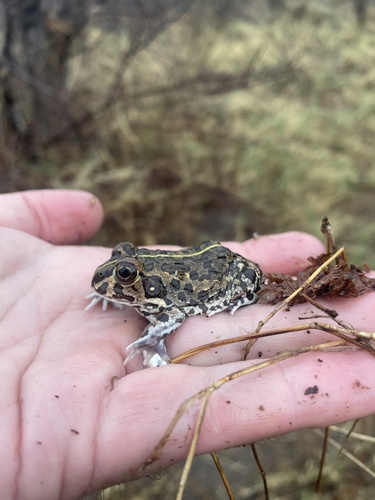 Edible Frog, Pyxicephalus edulis