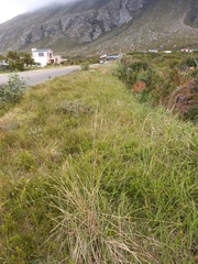 Pterygodium bicolorum