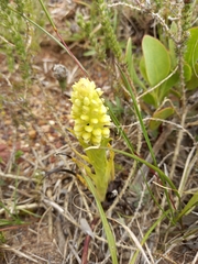 Pterygodium bicolorum
