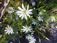 Stellaria pungens