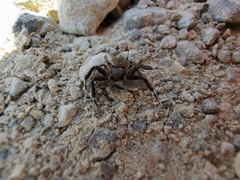 Thomisidae