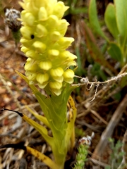 Pterygodium bicolorum
