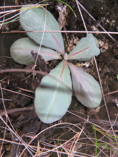 Limewater brookweed (Samolus ebracteatus)