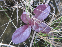 Samolus ebracteatus