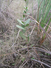 Pluchea baccharis