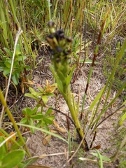 Pterygodium bicolorum