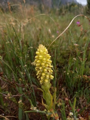 Pterygodium bicolorum