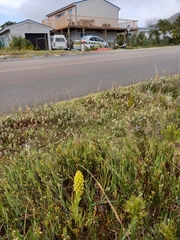 Pterygodium bicolorum