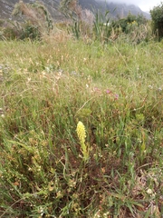 Pterygodium bicolorum