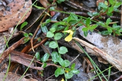 Hibbertia appressa