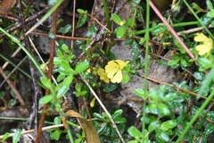 Hibbertia appressa