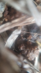 Corinnoidea