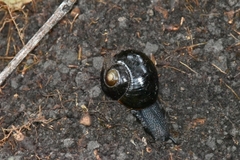 Victaphanta compacta
