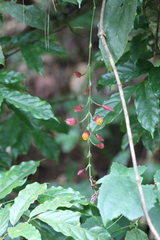 Thunbergia coccinea