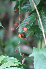 Thunbergia coccinea