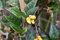 Platylobium reflexum