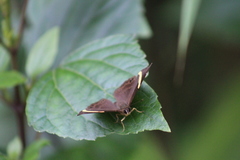 Abisara fylla