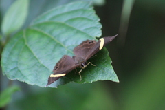 Abisara fylla