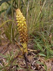 Pterygodium bicolorum