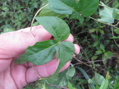 Ipomoea indica