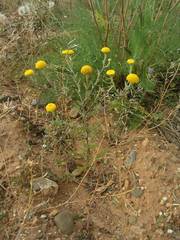 Anacyclus valentinus