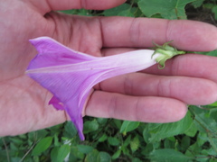 Ipomoea indica