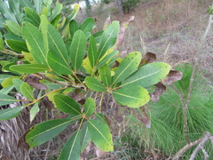 Tabebuia heterophylla