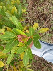 Tabebuia heterophylla