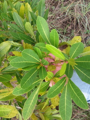 Tabebuia heterophylla