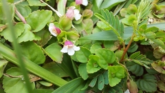 Torenia polygonoides