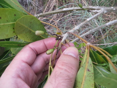 Tabebuia heterophylla