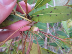 Tabebuia heterophylla