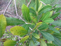 Tabebuia heterophylla