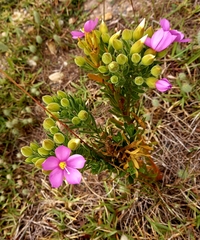 Orphium frutescens