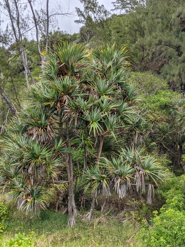 Pandanus utilis