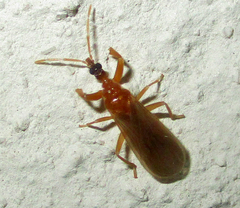 Enicocephalidae