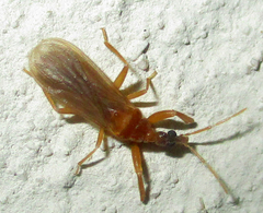 Enicocephalidae