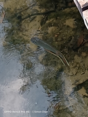 Geophagus altifrons