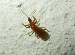Enicocephalidae