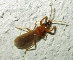 Enicocephalidae